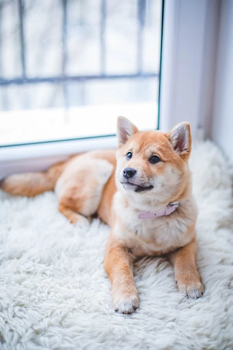 7 Things You Must Do To Puppy-Proof Your Home