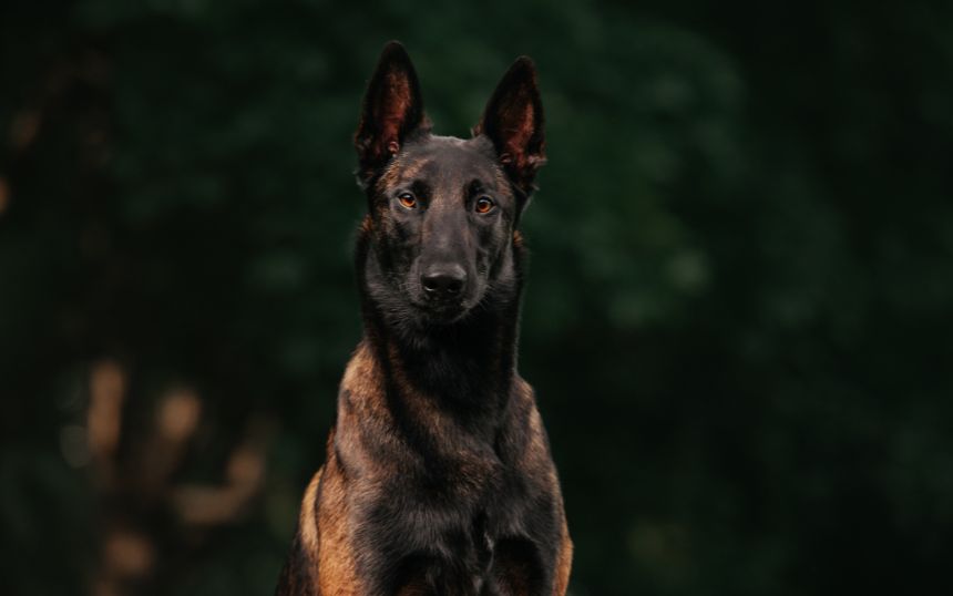 Top Considerations When Adopting a Belgian Malinois