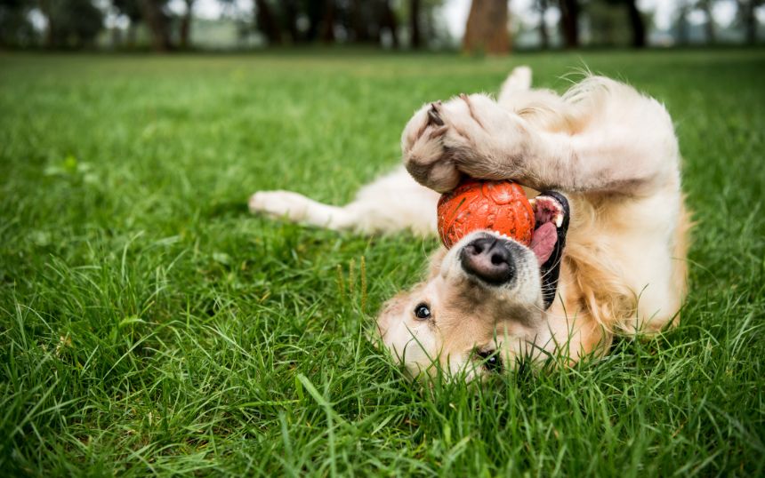 Unique Ways To Add Joy to Your Dog’s Life