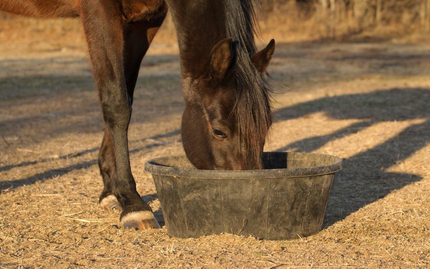 3 High-Protein Foods To Add to Your Horse’s Diet
