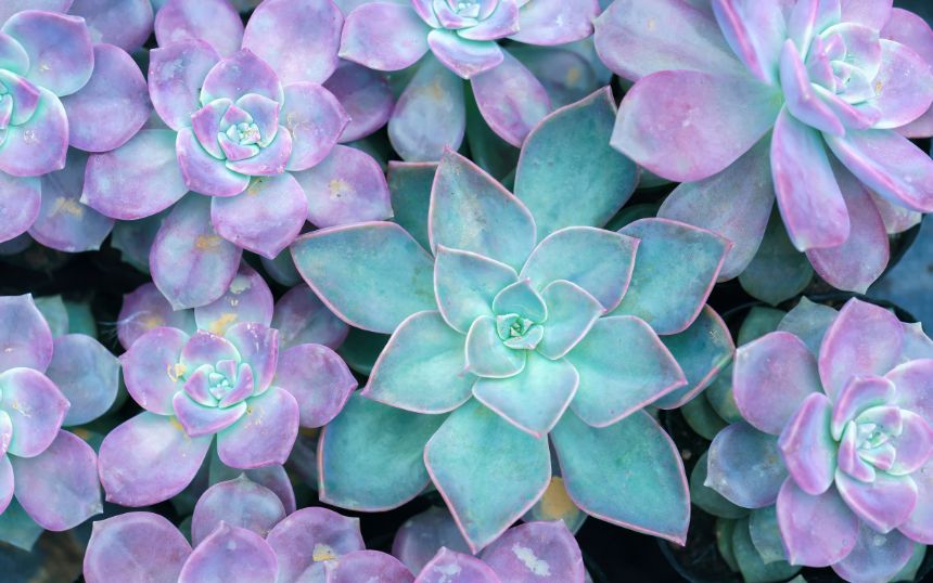 Plant Care: New Succulent Owner Tips and Tricks