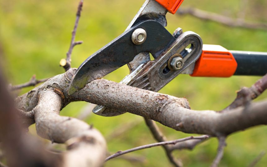 Top Tips To Prepare Your Trees for Spring