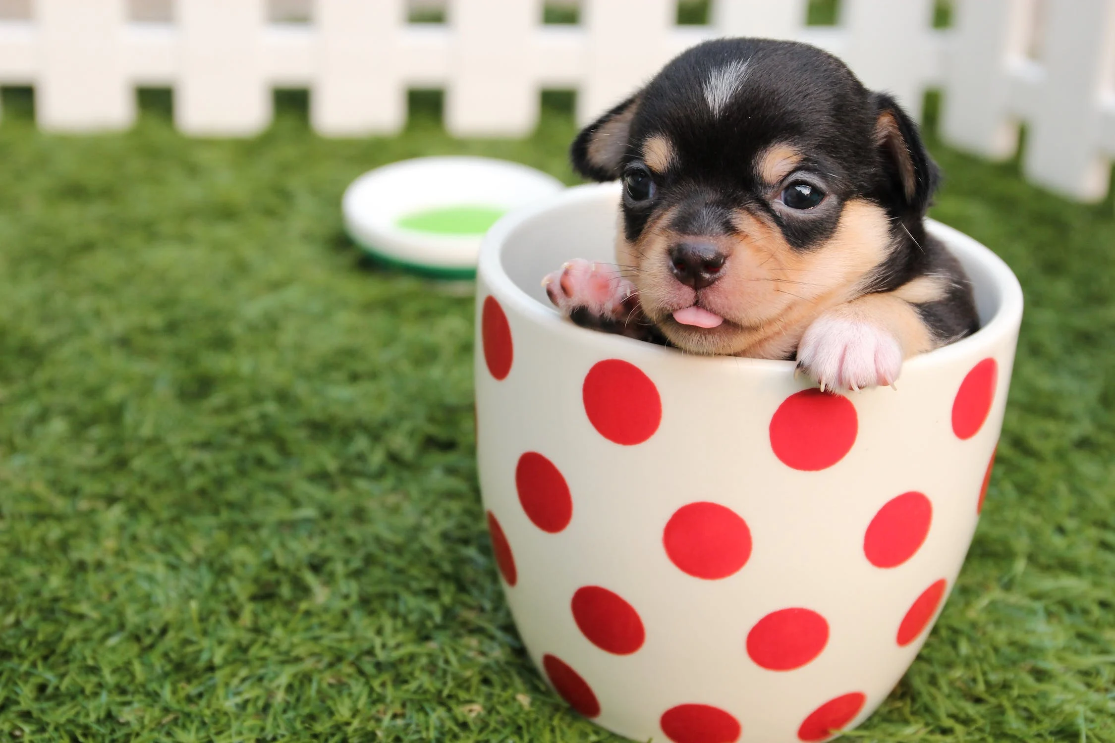 H1: How to create a puppy-friendly backyard
