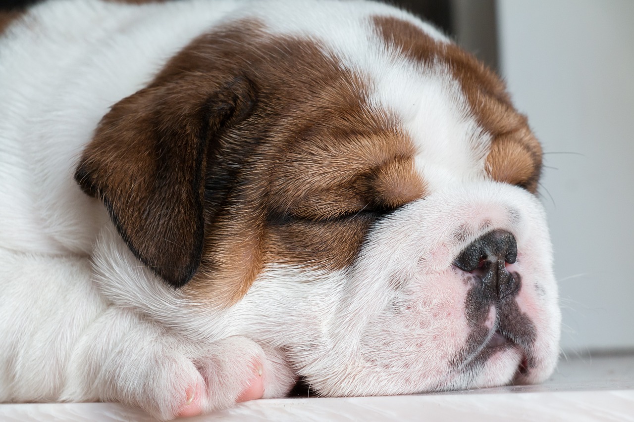 What You Need to Know Before Getting a Bulldog