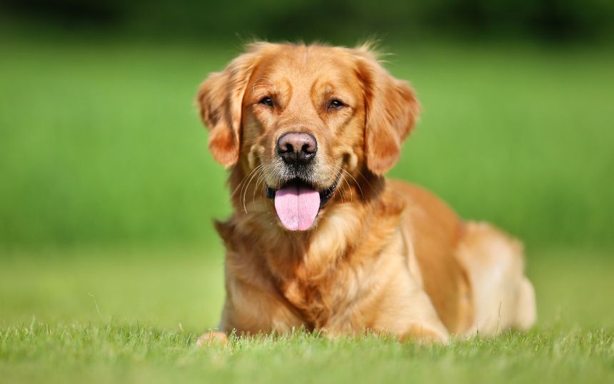 5 Loving Dog Breeds for First-Time Dog Owners