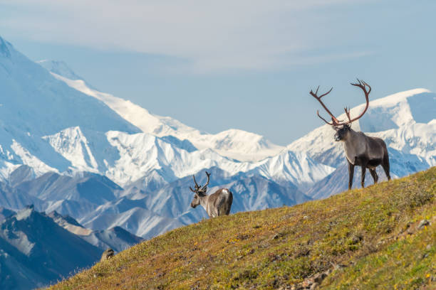 Places To See In Denali