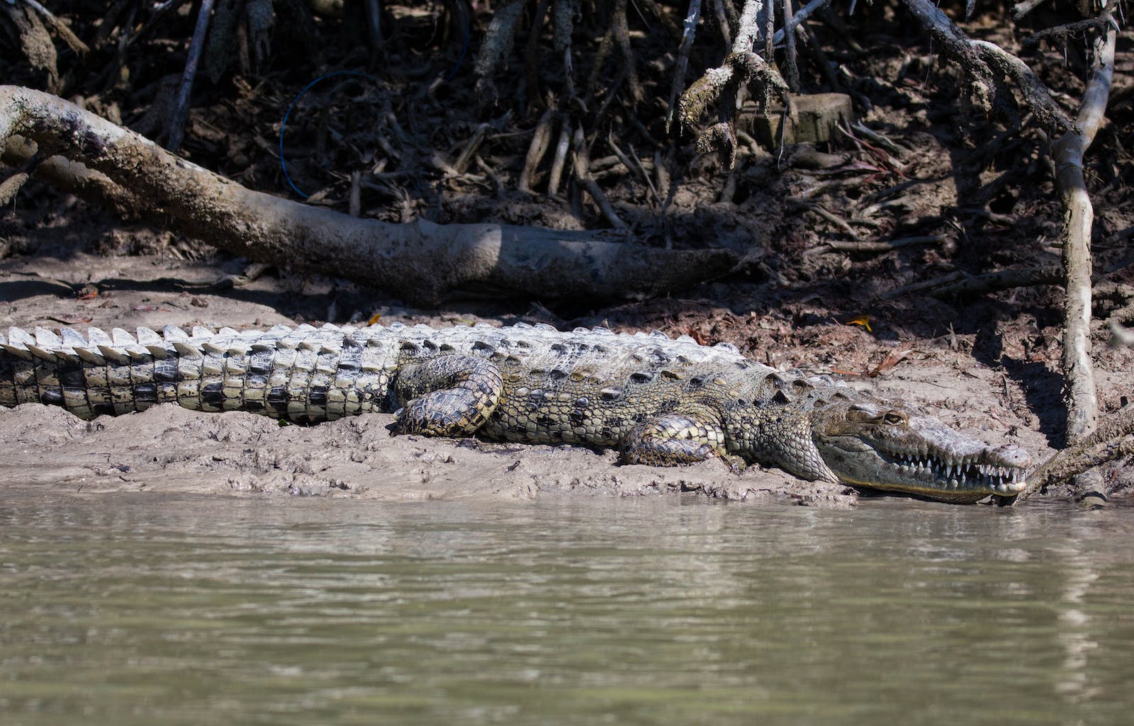 Things To See And Do In The Everglades National Park