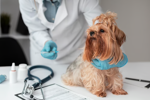 Infections and Wheezing: Understanding Respiratory Illnesses in Dogs