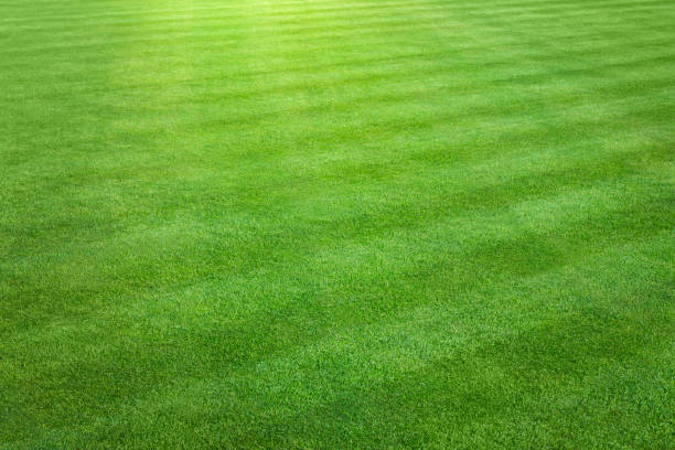 Five Essential Lawn Care Tips for a Healthy and Beautiful Yard