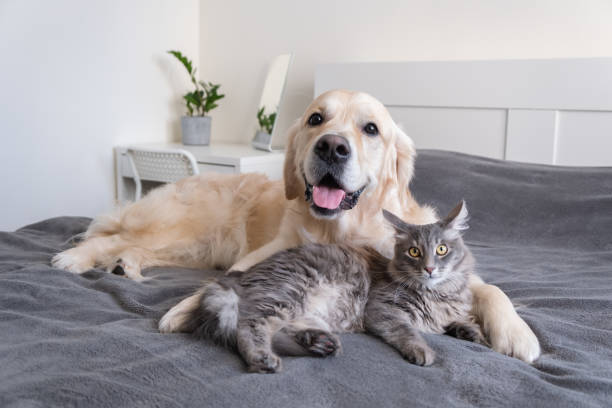 The Importance of Designing Beautiful Pet Spaces in Your Home