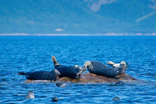 The Fascinating Wildlife of Canada’s Arctic: Exploring the Whales and Seals