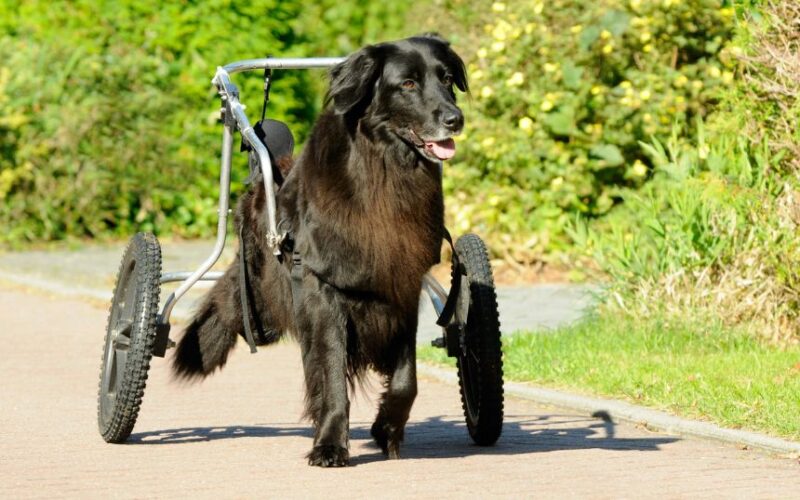Understanding Different Types of Pet Mobility Aids
