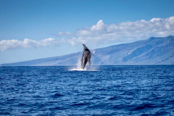 The allure of Maui: An escape to paradise