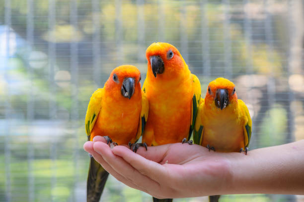 A Guide to Choosing the Right Pet Bird for Your Home