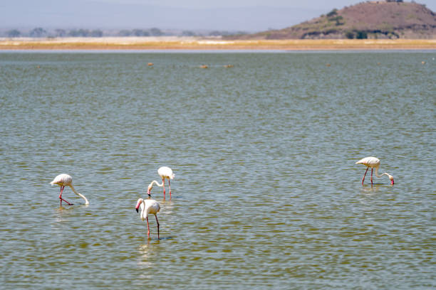 A Tranquil Escape: Discovering Lake Elementaita in Kenya