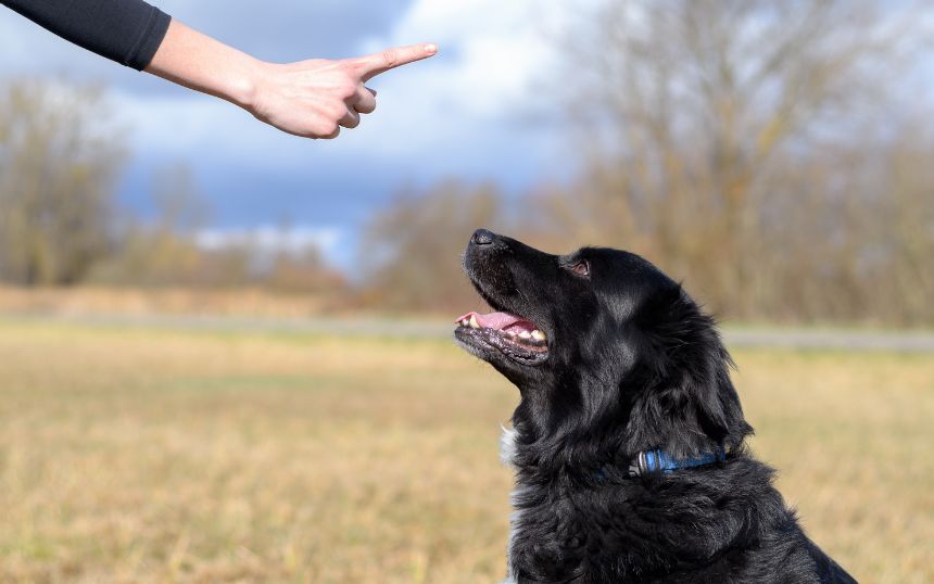 Good Pups: Ways To Improve Your Dog’s Behavior