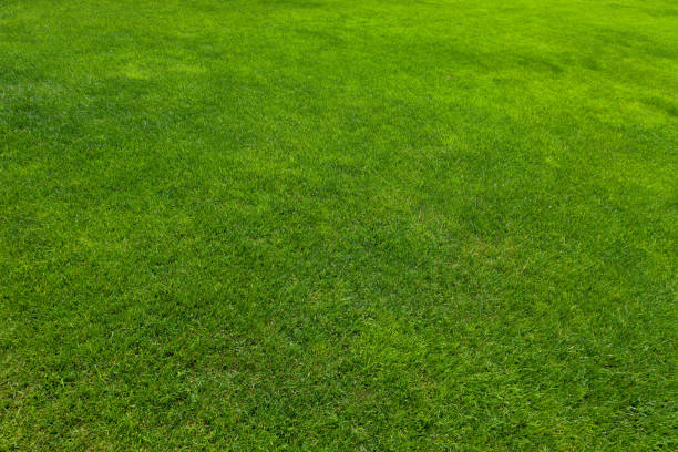 Essential Tips for Achieving a Picture-Perfect Lawn
