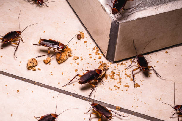 7 Tried and True Ways to Keep Unwanted Bugs Out of Your House