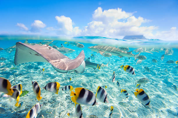 Bora Bora: A Tropical Paradise That Captivates the Hearts of Travelers Worldwide
