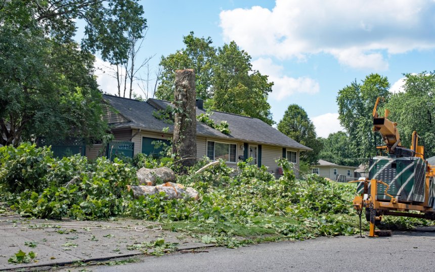 A Sycamore tree down on a residential property after a severe weather event passed.