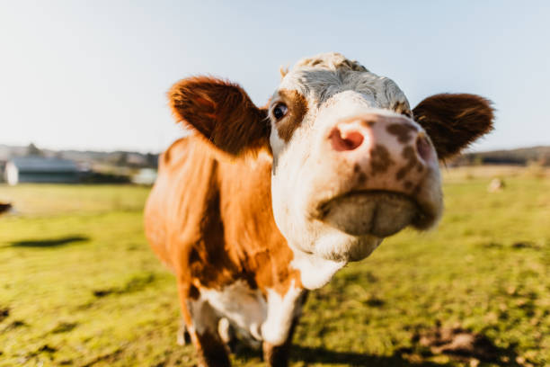 Fascinating Facts: Exploring the Hidden Wonders of Cows