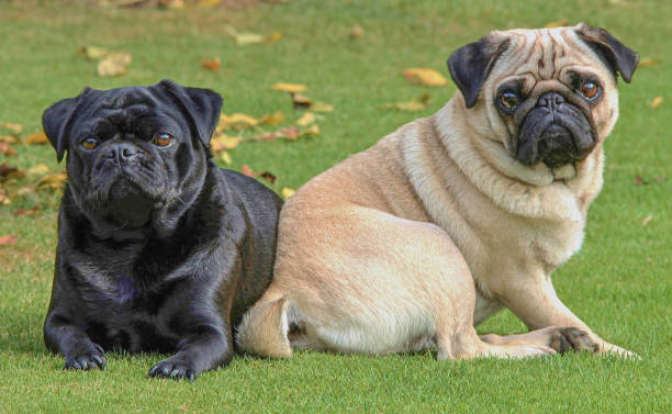 The Unique Personality Traits of Pugs: What Makes Them Stand Out