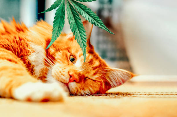 Unveiling the Health Benefits of CBD Oil for Cats: Dosage, Side Effects, and Expert Advice