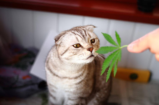 Exploring the World of CBD Oil: A Complete Overview for Cat Owners